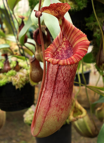 Nepenthes (veitchii x lowii) x (burbidgeae x edwardsiana) BE-3980
