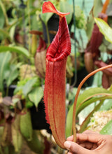 Nepenthes (veitchii x lowii) x (burbidgeae x edwardsiana) BE-3980