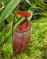 Nepenthes (hamata x glabrata) x tenuis BE-3985