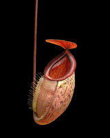 Nepenthes (hamata x glabrata) x tenuis BE-3985