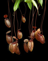Nepenthes (hamata x glabrata) x tenuis BE-3985