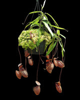 Nepenthes (hamata x glabrata) x tenuis BE-3985