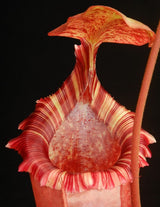 Nepenthes sibuyanensis x (veitchii x lowii) BE-3986