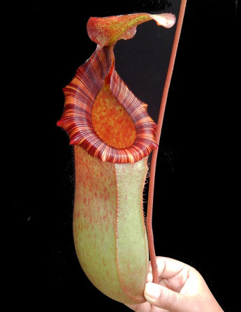Nepenthes sibuyanensis x (veitchii x lowii) BE-3986