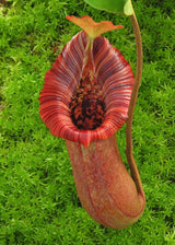 Nepenthes (lowii x macrophylla) x robcantleyi "King of Spades" BE-4022