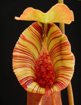 Nepenthes (lowii x macrophylla) x robcantleyi "King of Spades" BE-4022
