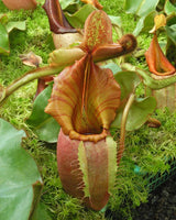 Nepenthes veitchii (Bario form) BE-4033