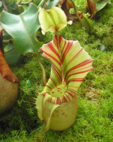 Nepenthes veitchii (Bario form) BE-4033