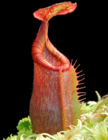 Nepenthes villosa x veitchii BE-4045