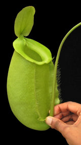 Nepenthes spathulata x ampullaria BE-4050