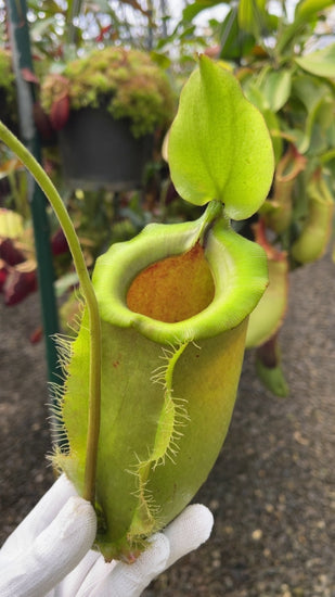 Nepenthes spathulata x ampullaria BE-4050