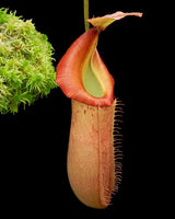 Nepenthes veitchii x (burbidgeae x edwardsiana) BE-4053