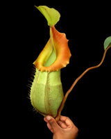 Nepenthes veitchii x (burbidgeae x edwardsiana) BE-4053