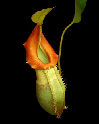 Nepenthes veitchii x (burbidgeae x edwardsiana) BE-4053