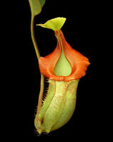 Nepenthes veitchii x (burbidgeae x edwardsiana) BE-4053