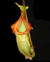 Nepenthes veitchii x (burbidgeae x edwardsiana) BE-4053