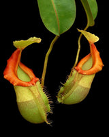 Nepenthes veitchii x (burbidgeae x edwardsiana) BE-4053