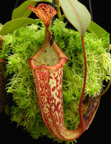 Nepenthes (veitchii x platychila) x platychila BE-4072