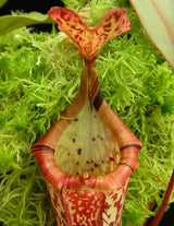 Nepenthes (veitchii x platychila) x platychila BE-4072
