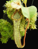 Nepenthes (veitchii x platychila) x platychila BE-4072