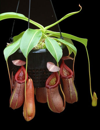 Nepenthes robcantleyi x ventricosa BE-4074