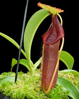 Nepenthes singalana x lowii BE-4080