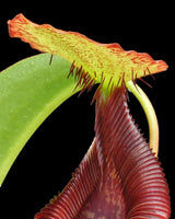 Nepenthes singalana x lowii BE-4080
