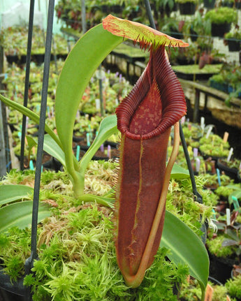 Nepenthes singalana x lowii BE-4080