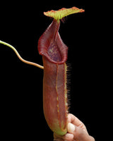 Nepenthes singalana x lowii BE-4080