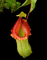 Nepenthes veitchii x ventricosa BE-4500