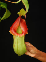 Nepenthes veitchii x ventricosa BE-4500