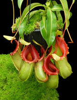 Nepenthes veitchii x ventricosa BE-4500