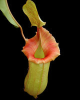 Nepenthes veitchii x ventricosa BE-4500