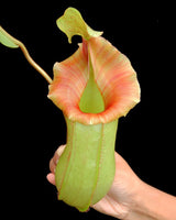 Nepenthes veitchii x ventricosa BE-4500