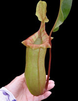 Nepenthes veitchii x ventricosa BE-4500