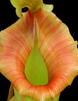 Nepenthes veitchii x ventricosa BE-4500