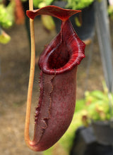 Nepenthes rajah x lowii BE-4502