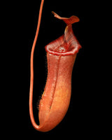 Nepenthes sibuyanensis x lowii BE-4504