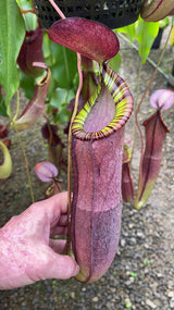 Nepenthes spectabilis x mirabilis var. globosa BE-4523