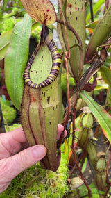 Nepenthes spectabilis x mirabilis var. globosa BE-4523