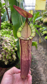 Nepenthes spectabilis x mirabilis var. globosa BE-4523