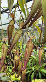 Nepenthes spectabilis x mirabilis var. globosa BE-4523