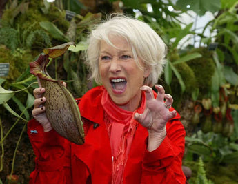Nepenthes 'Helen' BE-4528 - selected cultivar