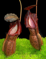 Nepenthes 'Helen' BE-4528 - selected cultivar
