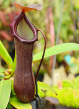 Nepenthes ramispina x ventricosa BE-4537