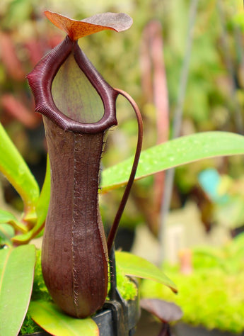 Nepenthes ramispina x ventricosa BE-4537