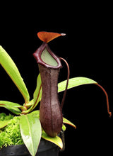 Nepenthes ramispina x ventricosa BE-4537