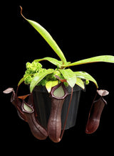 Nepenthes ramispina x ventricosa BE-4537