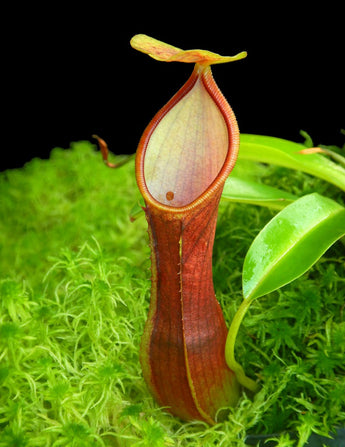 Nepenthes singalana x reinwardtiana BE-4538