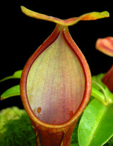 Nepenthes singalana x reinwardtiana BE-4538